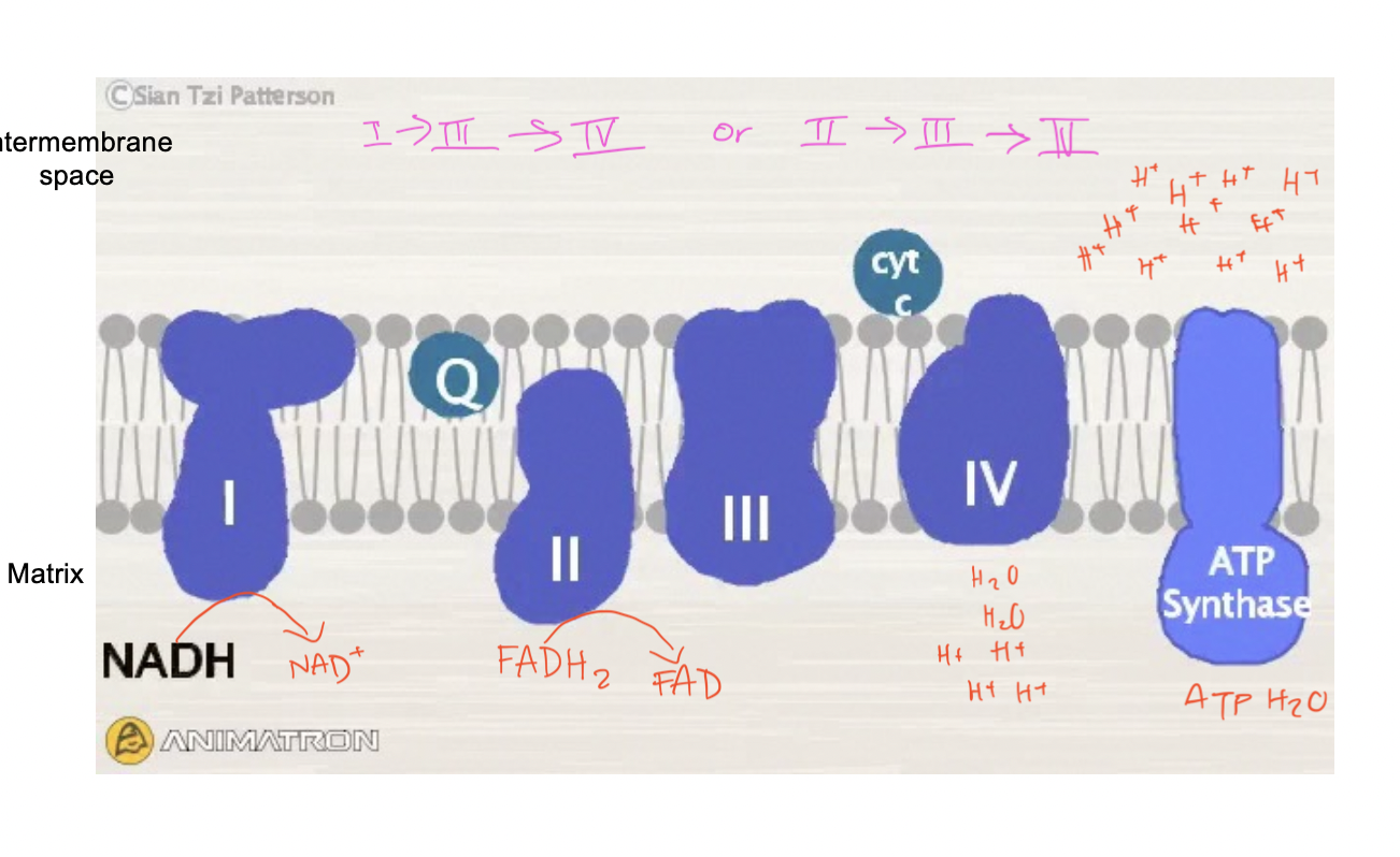 <p>pump h+ into intermembrane space from matrix using the energy (e-) from NADH and FADH2</p><ul><li><p>o2 will then be the final e- acceptor and take the e- forming 2 h2o molecules</p></li></ul><p></p>