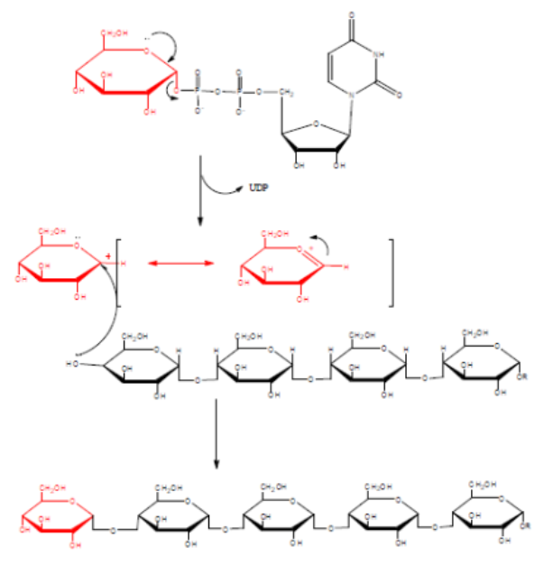<p>What is the second step of glycogen biosynthesis?</p>