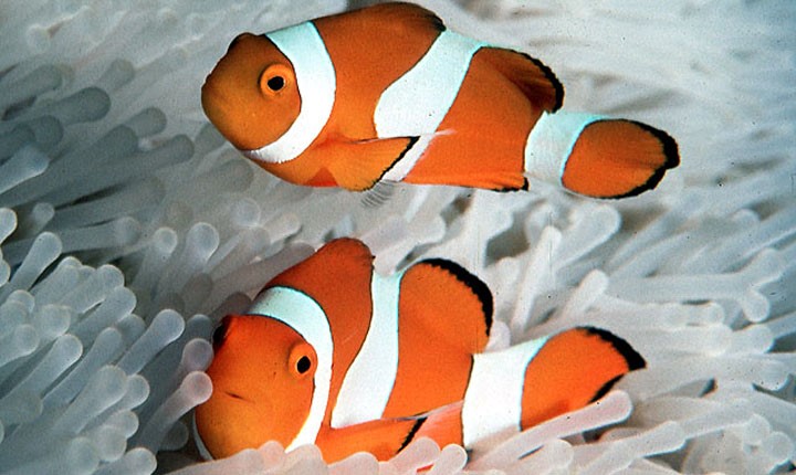 <p>nemo</p>