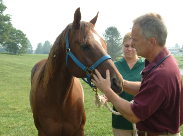 <p>Step 2: The veterinarian is looking for ______________ visually and when palpating the cheeks</p>