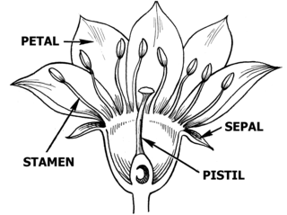 <p>A flower having sepals, petals, stamens, and pistils is complete. IF a flower is lacking one or more of these whorls, it is said to be incomplete. </p>