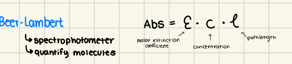 <p>Abs = E l c </p>