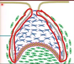 <p>on the convexity of the cap (the sides that curve OUTWARD)</p>