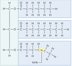 <p>Function and Name</p>