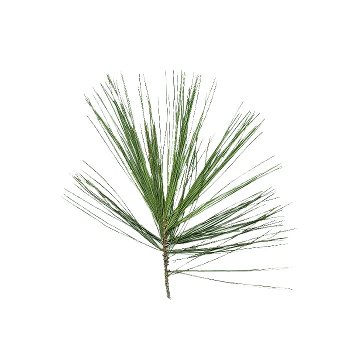 <p>Eastern White Pine</p>