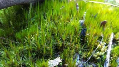 <p>A moss species observed in Heiberg.</p>