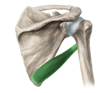 <p>name the muscle</p>
