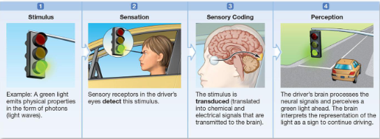 <p>steps of sensory info being transmitted</p>