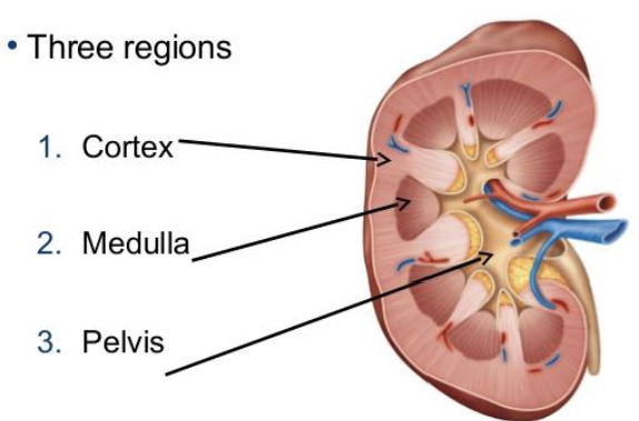 <p><strong>Structure:</strong></p><ul><li><p><strong>Cortex</strong> – outer region containing glomeruli and convoluted tubules.</p></li><li><p><strong>Medulla</strong> – inner region containing loops of Henle and collecting ducts.</p></li><li><p><strong>Renal pelvis</strong> – collects urine before it enters the ureter.</p></li></ul><p><strong>Functions:</strong></p><ul><li><p>Excretes waste products and drugs.</p></li><li><p>Maintains long-term acid-base balance.</p></li><li><p>Regulates blood pressure.</p></li><li><p>Filters ~180 L of plasma/day.</p></li></ul><p></p>