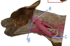 <p>C</p>