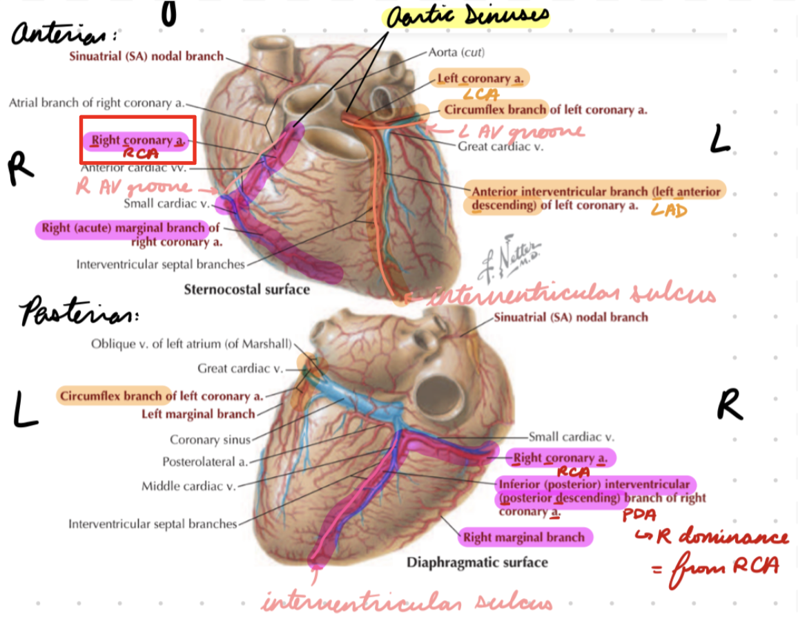 <p>Right aortic sinus → Right AV groove</p><p>Divide into posterior descending artery (PDA) and marginal branch</p>