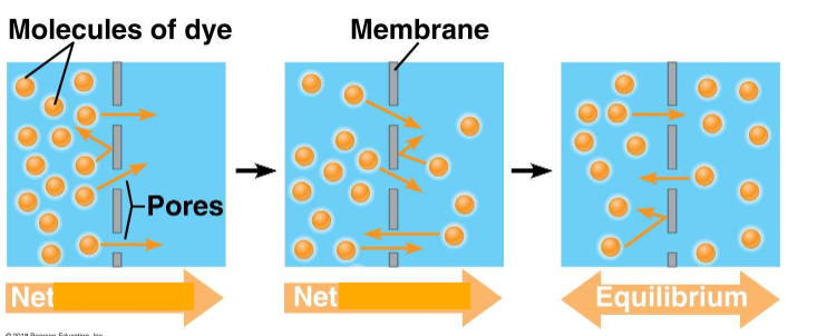 <p>The tendency for particles of any substance to spread out into the available space. Net movement from a high concentration to low concentration until equilibrium is reached due to equal concentrations.Thermal energy allows movement. Particles move through air, water, and across membranes</p><p></p>