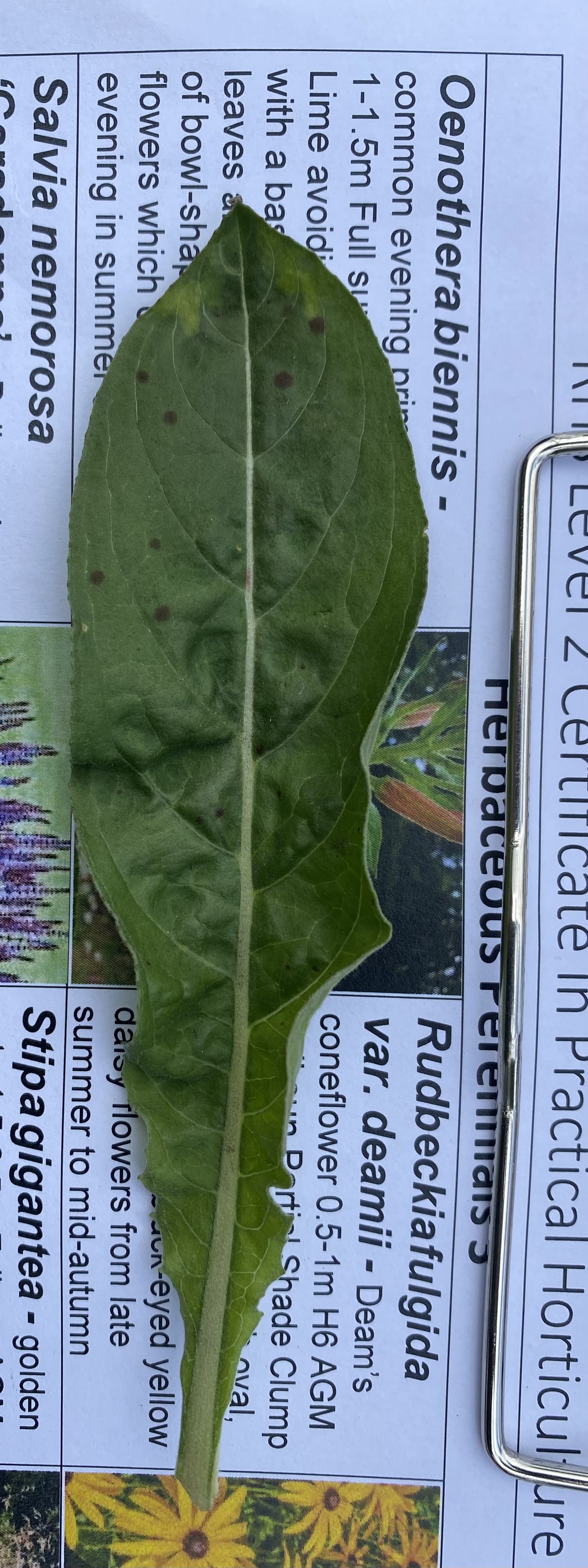 <p>Common evening primrose Latin name </p>