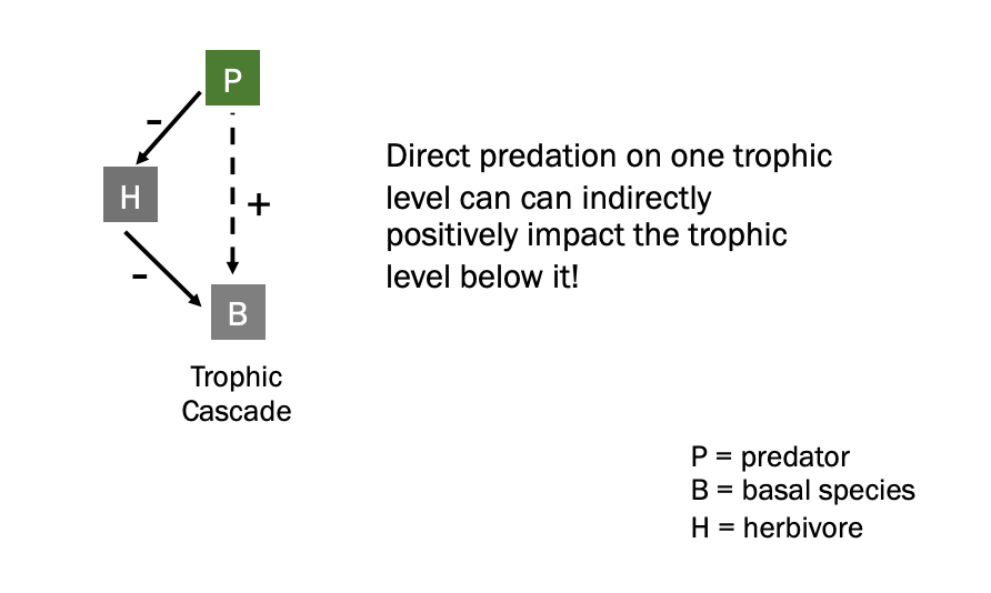 <ul><li><p>when the rate of consumption at one trophic level results in a change of species abundance / composition at lower trophic levels (causes a cascade)</p></li><li><p><span style="background-color: inherit; line-height: 19.55px; color: windowtext;">Predators and prey can also have preds or their own and so on</span><span style="line-height: 19.55px; color: windowtext;">&nbsp;</span></p></li><li><p class="Paragraph SCXO195190966 BCX0" style="text-align: left;"><span style="background-color: inherit; line-height: 19.55px; color: windowtext;">Predation at higher level that impact lower trophic levels</span><span style="line-height: 19.55px; color: windowtext;">&nbsp;</span></p></li><li><p class="Paragraph SCXO195190966 BCX0" style="text-align: left;"><span style="background-color: inherit; line-height: 19.55px; color: windowtext;">Predation on herb can have positive indreict effect on basal because less herbs to eaet them</span><span style="line-height: 19.55px; color: windowtext;">&nbsp;</span></p></li></ul><p></p>