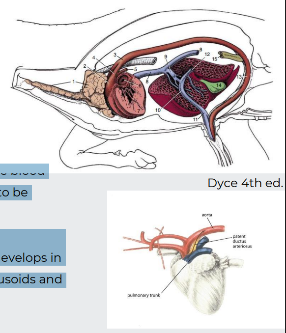 <p>Allow blood to <span style="color: purple;">bypass </span>the l<span style="color: purple;">ungs and liver:</span></p><p>1. <strong>Foramen ovale (fossa ovale)</strong></p><p>(Between<span style="color: purple;"> right and left atria </span>- secundum septum on the primum septum)</p><p></p><p>2. <strong>Ductus arteriosus (ligamentum arteriosum)</strong></p><p>(Between p<span style="color: purple;">ulmonary trunk and aorta</span>-shunts the blood from pulmonary trunk to aorta-all<span style="color: purple;">owing right ventricle to be exercised</span>)</p><p></p><p><strong>3. Ductus venosus</strong></p><p>(Between <span style="color: purple;">umbilical vein and caudal vena cav</span>a-develops in the embryo as a shunt that diverts blood a<span style="color: purple;">way from sinusoids and toward systemic vein</span>s)</p>