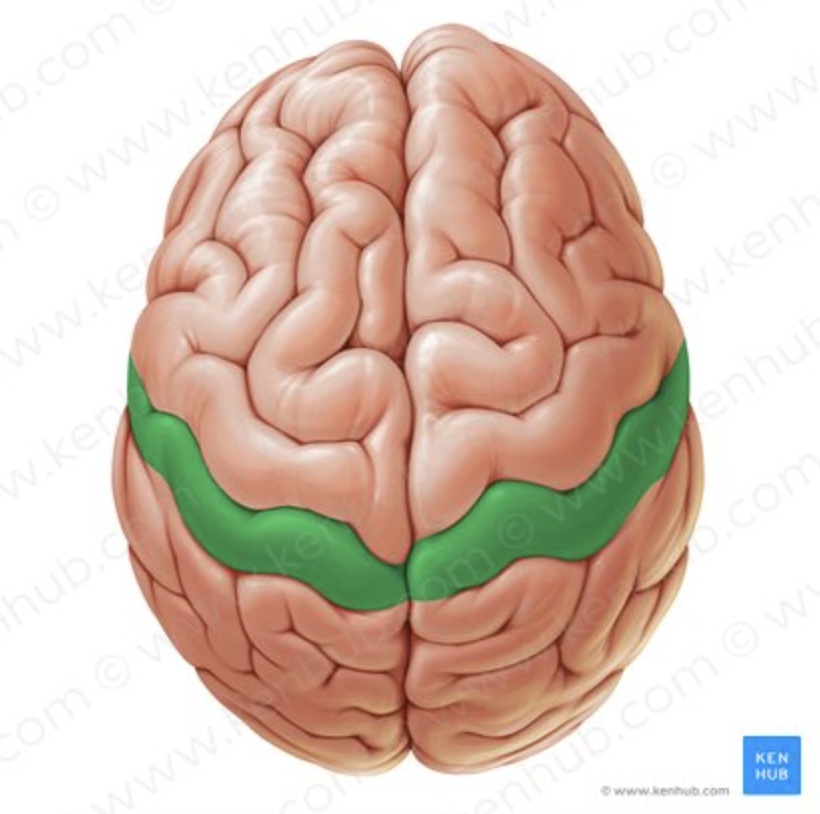 <p>What SPECIFIC REGION receives touch information?</p>
