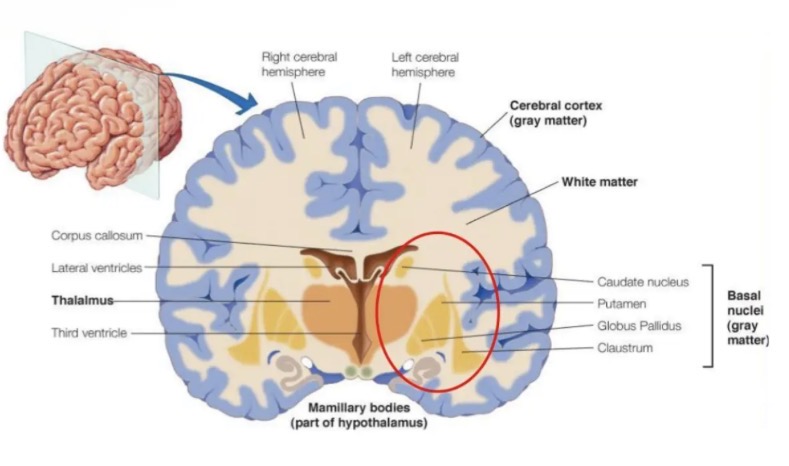 <ol><li><p>Tracts that connect areas within each hemisphere</p></li><li><p>Tracts that carry impulses between the left and right hemispheres</p></li><li><p>Tracts the connect the cortex to other parts of the brain or spinal cord.</p></li></ol><p></p>