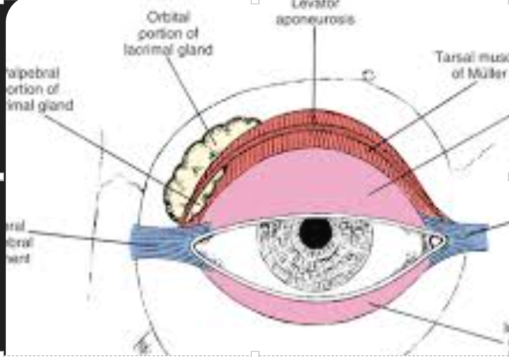 <p>divides lacrimal gland into orbital lobe (upper 2.3rd) and palpebral lobe (lower 1/3rd)</p>