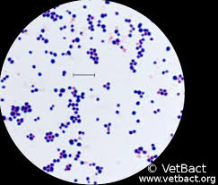 <ul><li><p><span><strong>Shape and Arrangement:</strong> Spherical cells (cocci) that primarily arrange in irregular, grape-like clusters, though they can also appear in pairs or short chains.</span></p></li><li><p><span><strong>Gram Stain:</strong> Gram-positive (retains crystal violet, appearing deep purple under a microscope).</span></p></li><li><p><span><strong>Size:</strong> Approximately 0.5 to 1.5 μ m in diameter.</span></p></li><li><p><span><strong>Motility and Spores:</strong> Non-motile and non-spore-forming.</span></p></li><li><p><span><strong>Capsule:</strong> Possesses a polysaccharide/protein capsule that aids in adhering to surfaces and evading the host's immune response.</span> [1, 2, 3, 4, 5]</p></li></ul><p></p>