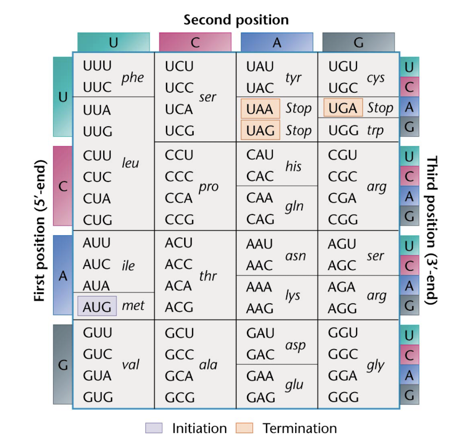 <p>3rd nucleotide in codon is in ‘wobble’ position</p><p>multiple 3 letter sequences can code for same amino acid </p>