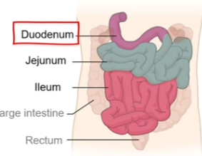 <ul><li><p>Averages 3-5m in length and is divided into three segments</p><ul><li><p>duodeunum</p></li><li><p>jejunum</p></li><li><p>ileum</p></li></ul></li></ul><p></p>