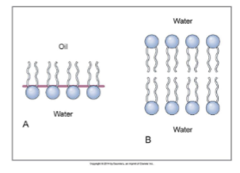 <p>The glycerol backbone and FA tails of the phospholipid component of a cell membrane helps to form what?</p>