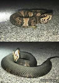 <p>Family Viperidae. Found in 1/3 of the state. </p>