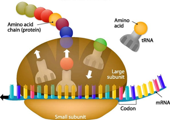 <ol><li><p>Bind to the start of mRNA - tRNA delivers 1st amino acid ( Initiation)</p></li><li><p>The ribosome moves along mRNA, creating peptide bonds between Amino acids delivered by tRNA (elongation)</p></li><li><p>Ribosome reaches stop codon - Polypeptide chain released ( Termination)</p></li></ol><p></p>