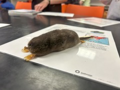<p>What is the common name of this animal</p>