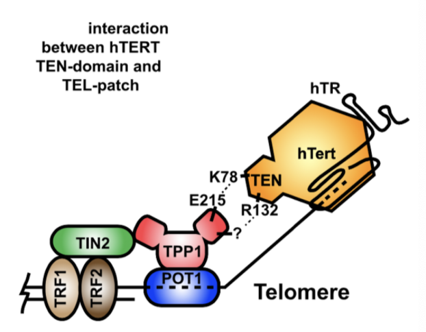 <p>Telomerase is regulated at multiple levels, expression, biogenesis and at individual telomeres. </p><ul><li><p>Sheltering subunit TERT contains TEN domain, TPP1 (telomerase) contains TEL patch - these domains interact to recruit telomerase to the telomere</p></li></ul><p>Loss of/defective Shelterin at telomeres prevents recruitment and activation of telomerase - CST terminates telomerase action</p>