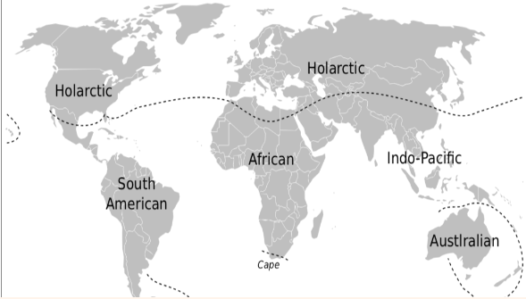 <p>Taxonomic groupings that reflect geological and evolutionary history</p>