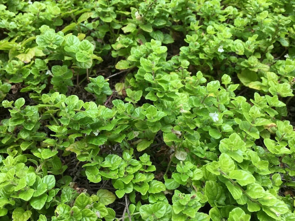 <p>Yerba Buena / Clinopodium douglasii (Satureja)</p>