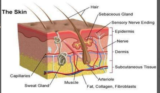 <p>Consists of skin and its appendages (ex. hair and nails)</p><p></p><p><strong><u>Layers of the Skin:</u></strong></p><ul><li><p>Epidermis: Outer Layer, functions as a barrier</p></li><li><p>Dermis: Middle Layer, contains blood vessels, nerve endings, hair follicles, sweat and sebaceous glands</p></li><li><p>Subcutaneous: Deepest Layer, contains blood vessels and fat for insulation</p></li></ul><p></p>