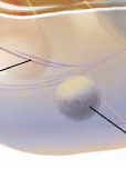 <p>Peroxisomes</p>
