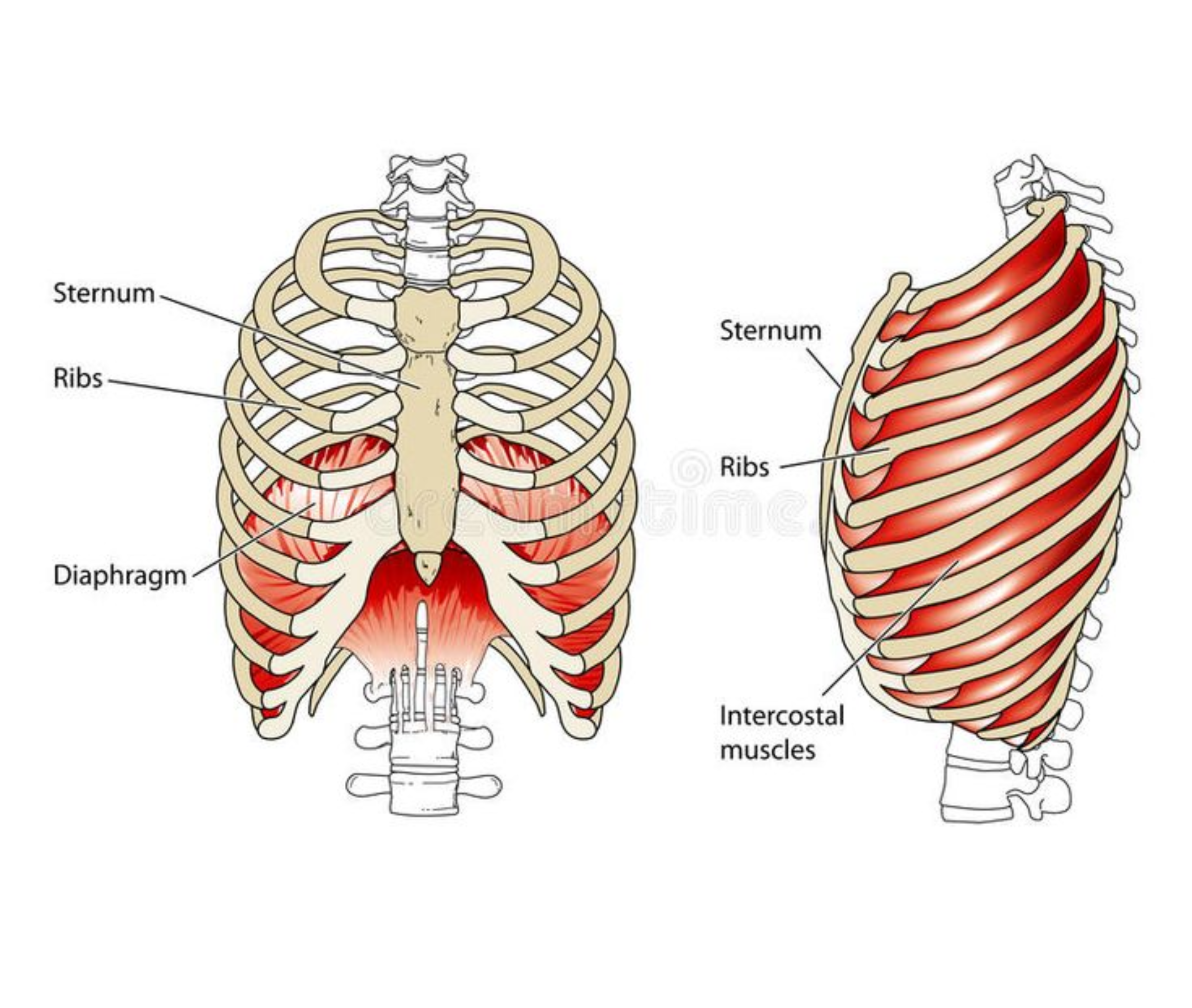 <p><span style="background-color: transparent;">Intercostals — muscles between the ribs, help lift the ribcage when breathing in. </span></p><p><span style="background-color: transparent;">Diaphragm — dome-shaped muscle separating chest and belly cavities; contracting it increases the volume of the chest cavity, pulling air into the lungs</span></p>