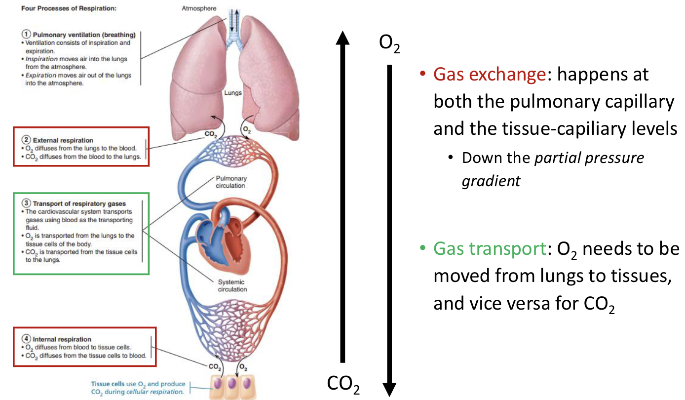 <ol><li><p>Pulmonary ventilation (breathing)</p></li><li><p>External respiration</p></li><li><p>Transport of respiratory gases</p></li><li><p>Internal respiration</p></li></ol><p></p><p>2 + 4 = gas exchange</p><p>3 = gas transport </p><p></p>