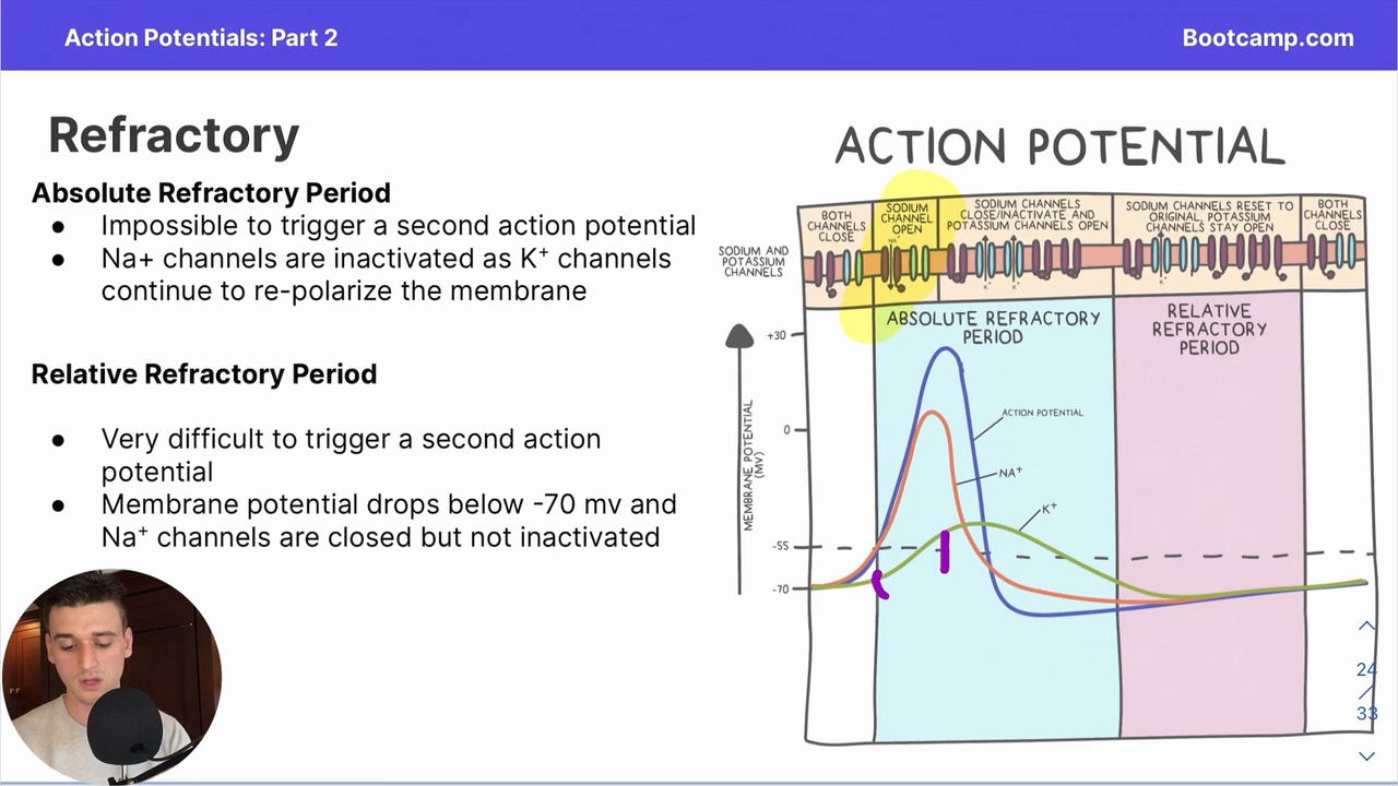 <p>Due to the fact that voltage gated potassium ion channels take a while to close </p>