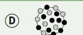 <p>D</p><p>because C shows that the cells did not move within the bilayer, not supprting alternatie hypothesis.</p>