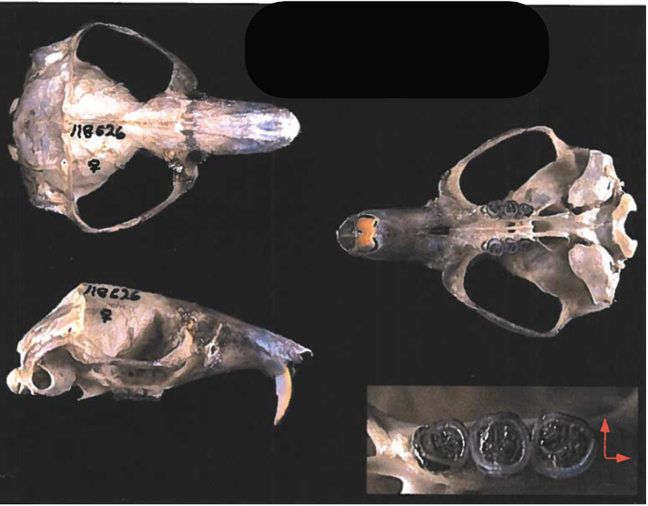 <p>What suborder and family?</p>