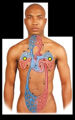 <p>the arteries and veins in the lungs </p><p>Pump blood from the right side of the heart to the lungs</p>
