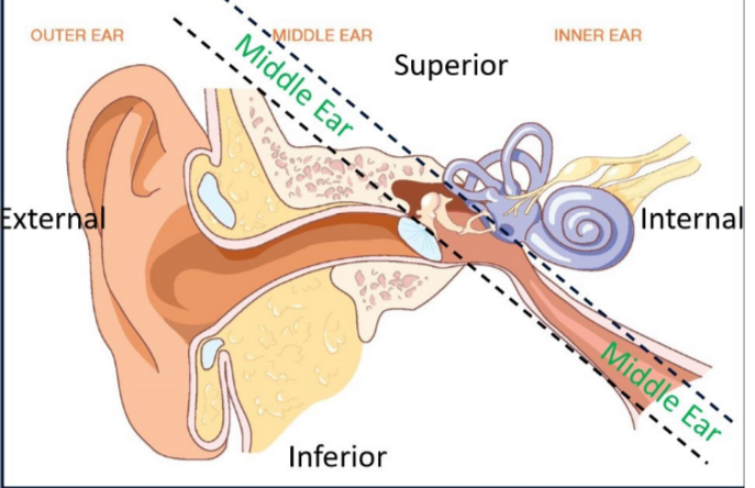 <p>outer ear </p><p>middle ear </p><p>inner ear </p>