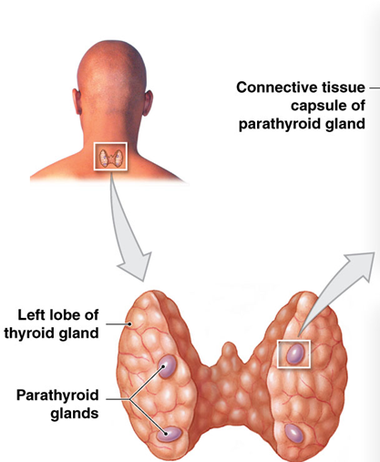 <p>Parathyroid gland</p>