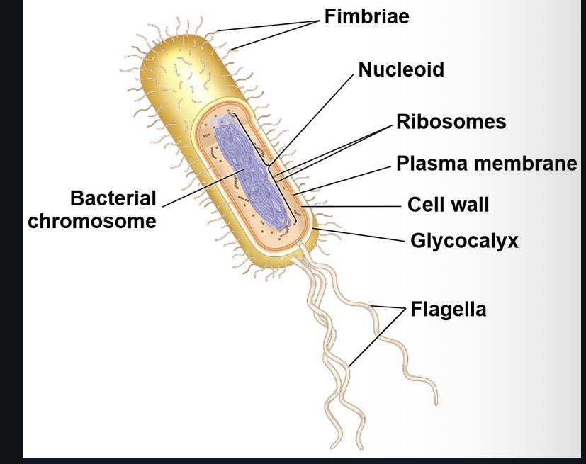 <ul><li><p>Some prokaryotic cells</p></li><li><p>A carbohydrate layer outside the cell wall involved in adhesion and evading the immune system </p></li></ul><p></p>
