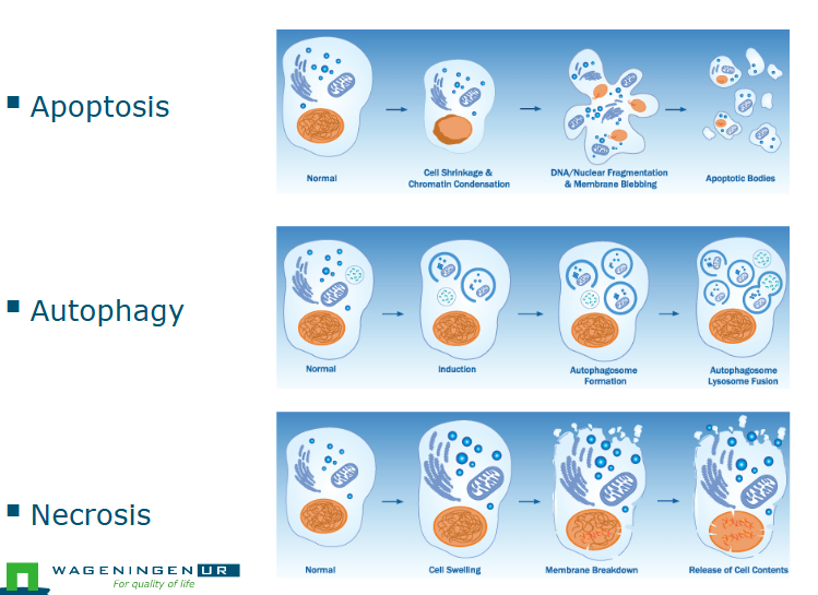 <ul><li><p>Apoptosis: cell is turned into very small bodies and dies. </p></li><li><p>Autophagy: Cell organs are engulfed and creates autophagosome</p></li><li><p>Necrosis: Membrane is broken down.</p></li></ul><p></p><p>All are resisted but there is more necrosis.</p><p></p>