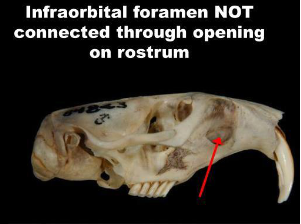 <ul><li><p>pocket gopher</p></li><li><p>myomorphous infraorbital foramen compressed against side of rostrum (does no perforate through maxilla)</p></li><li><p>crowns of cheek teeth simple</p></li><li><p>auditory bulla small</p></li><li><p>tubular body with small ears and short tail</p></li><li><p>external fur-lined cheek pouches</p></li><li><p>no postorbital process</p></li><li><p>broad zygomatic plate</p></li><li><p>nasal bones do not extend beyond incisors</p></li></ul><p></p>