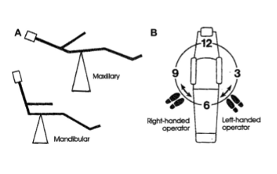 <p>lower, more upright position</p>