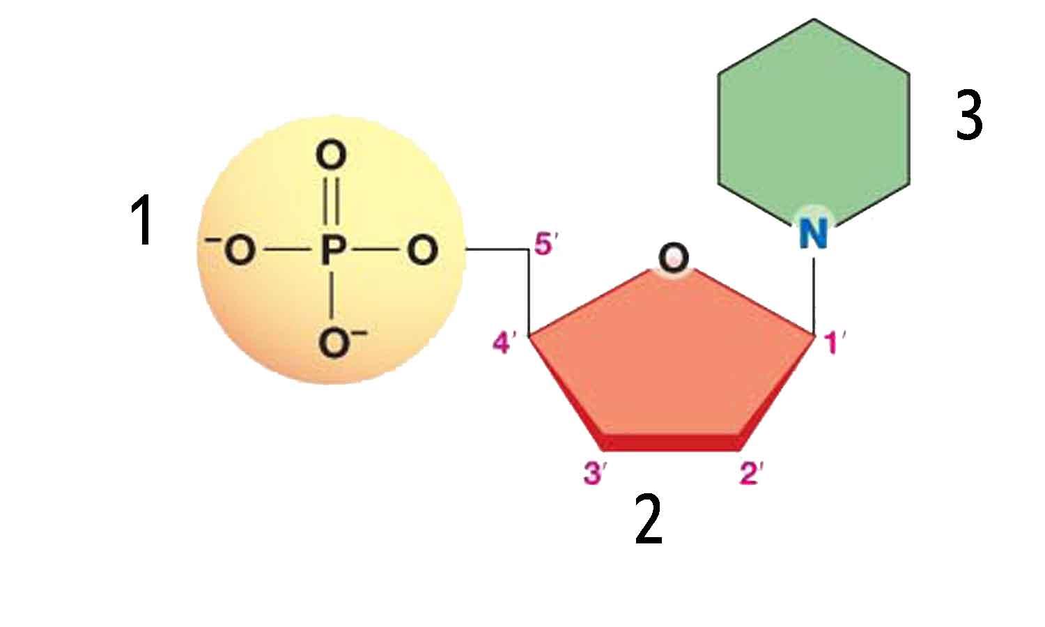 <p>what is 2 on the nucleotide</p>