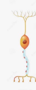 <p>Interneuron </p>