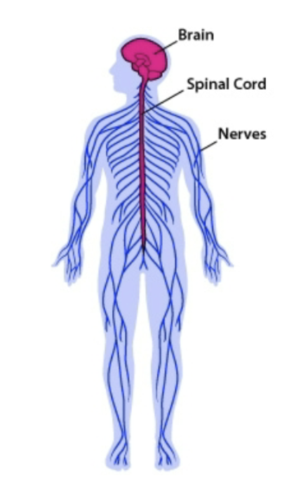 <p>What is the job of the spinal cord? </p>