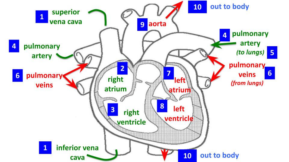 <ul><li><p><strong>1:</strong> Vena cava (Superior &amp; Inferior)</p></li><li><p><strong>2:</strong> Right atrium</p></li><li><p><strong>3:</strong> Right ventricle</p></li><li><p><strong>4:</strong> Pulmonary artery</p></li><li><p><strong>5:</strong> Lungs <em>(labeled as "to lungs")</em></p></li><li><p><strong>6:</strong> Pulmonary veins <em>(labeled as "from lungs")</em></p></li><li><p><strong>7:</strong> Left atrium</p></li><li><p><strong>8:</strong> Left ventricle</p></li><li><p><strong>9:</strong> Aorta</p></li><li><p><strong>10:</strong> Out to body</p></li></ul><p></p>